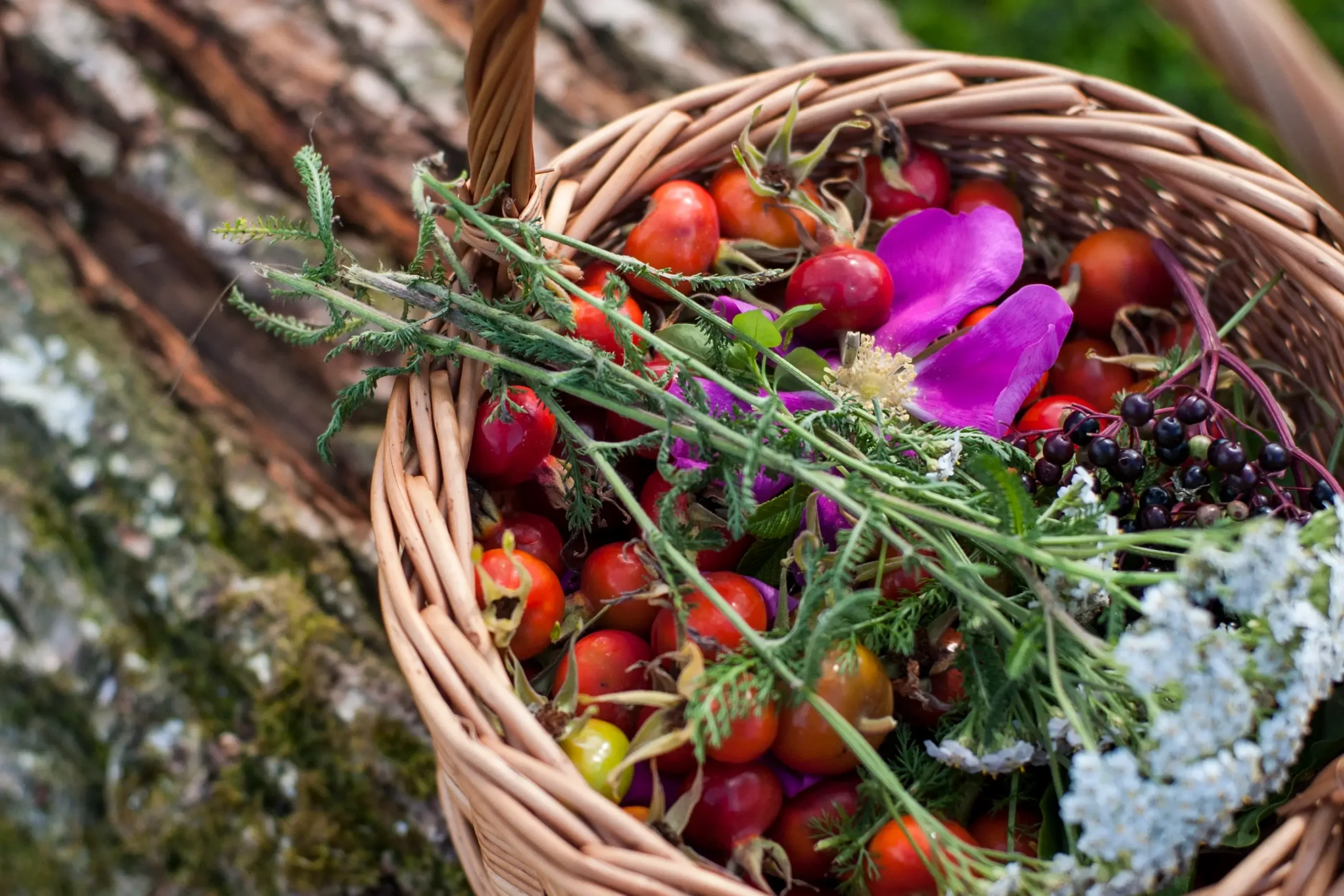 Kurv med spiselige planter sanket i Svinkløv Plantage | Foto: Jens Thimm Valsted