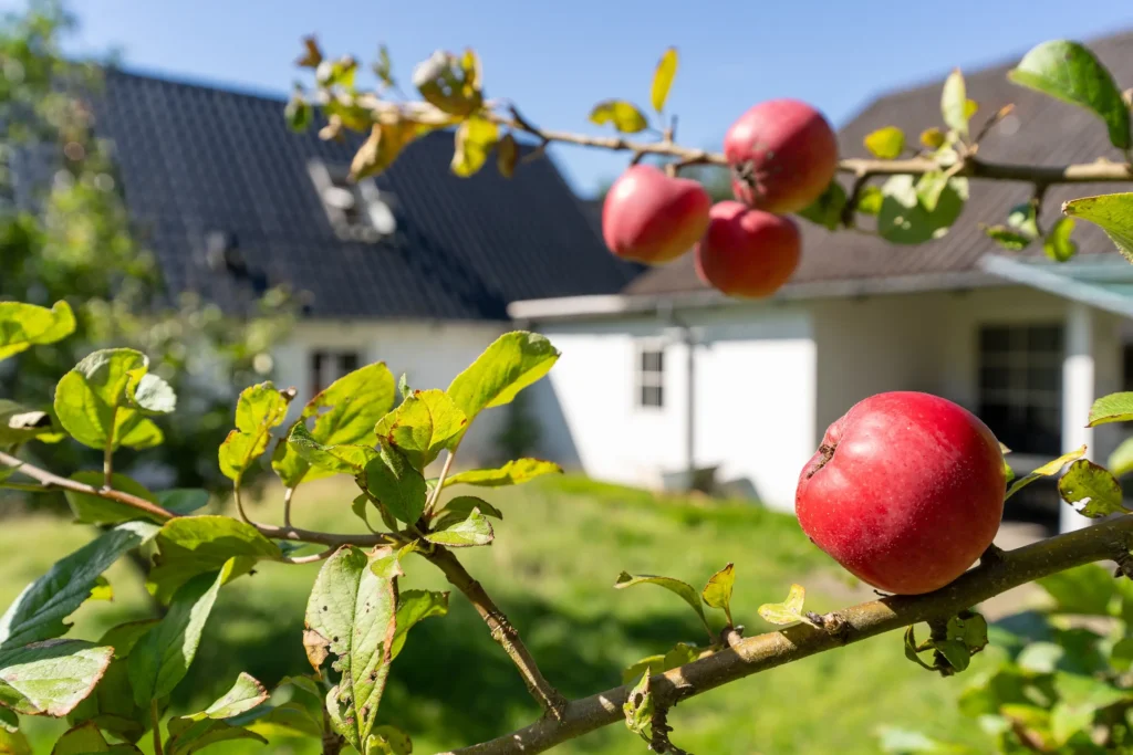 Æbletræ i haven ved Den Gamle Smedje | Foto: Kristian Skjødt