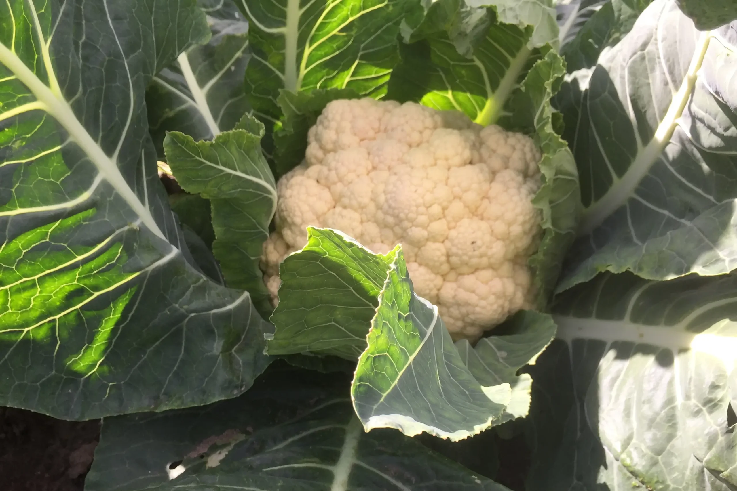 Dansk blomkål fra Naturbruget Tranum