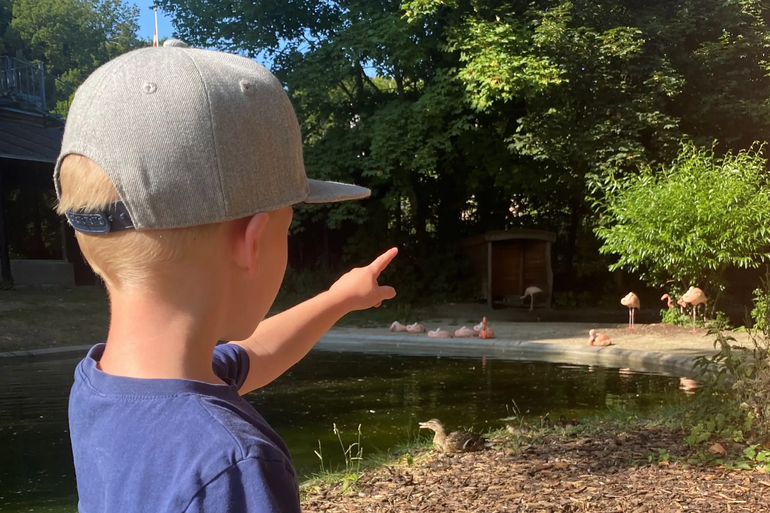 Flamingoer i Aalborg Zoo