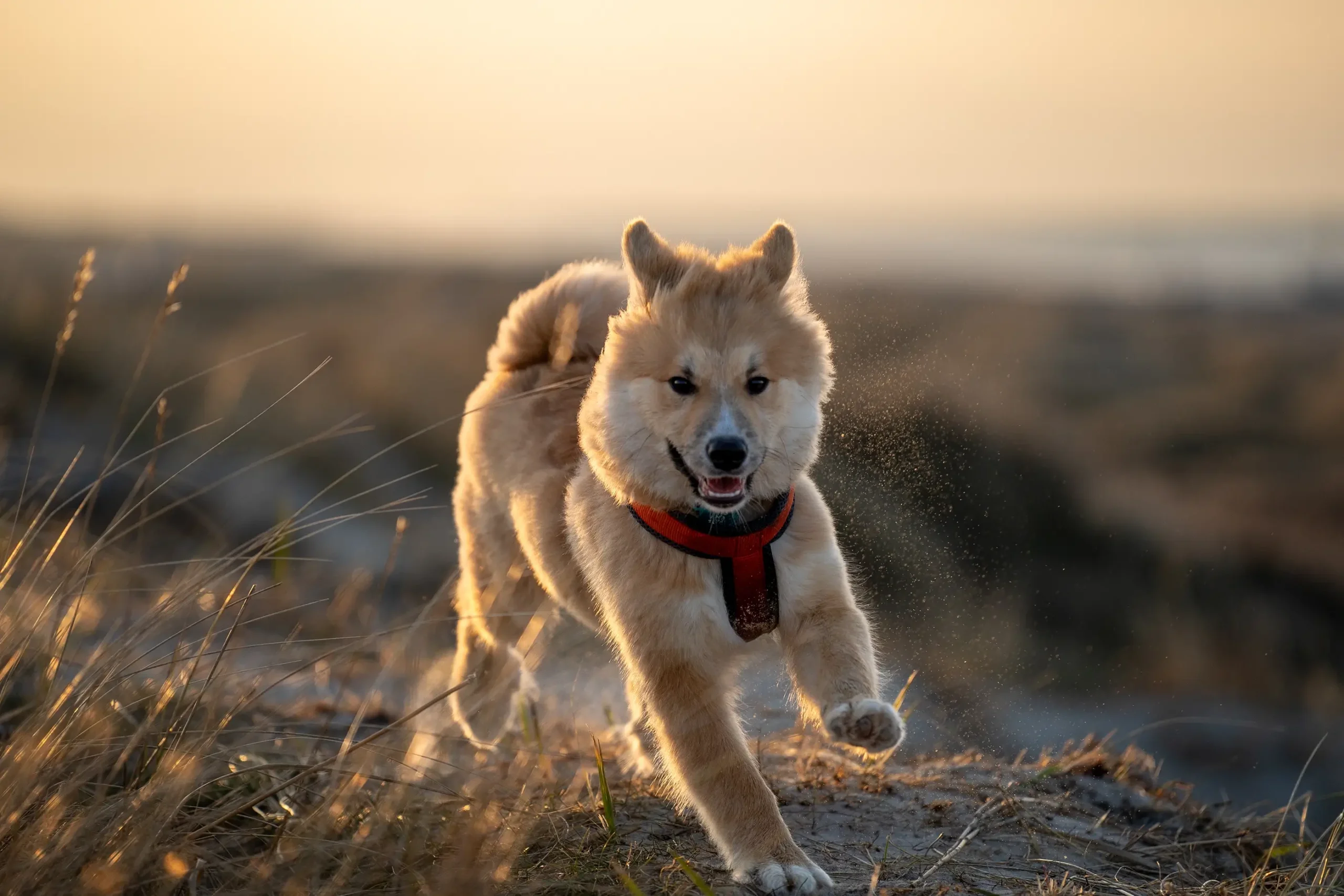 Hund løber frit på stranden om vinteren | Foto: Kristian Skjødt
