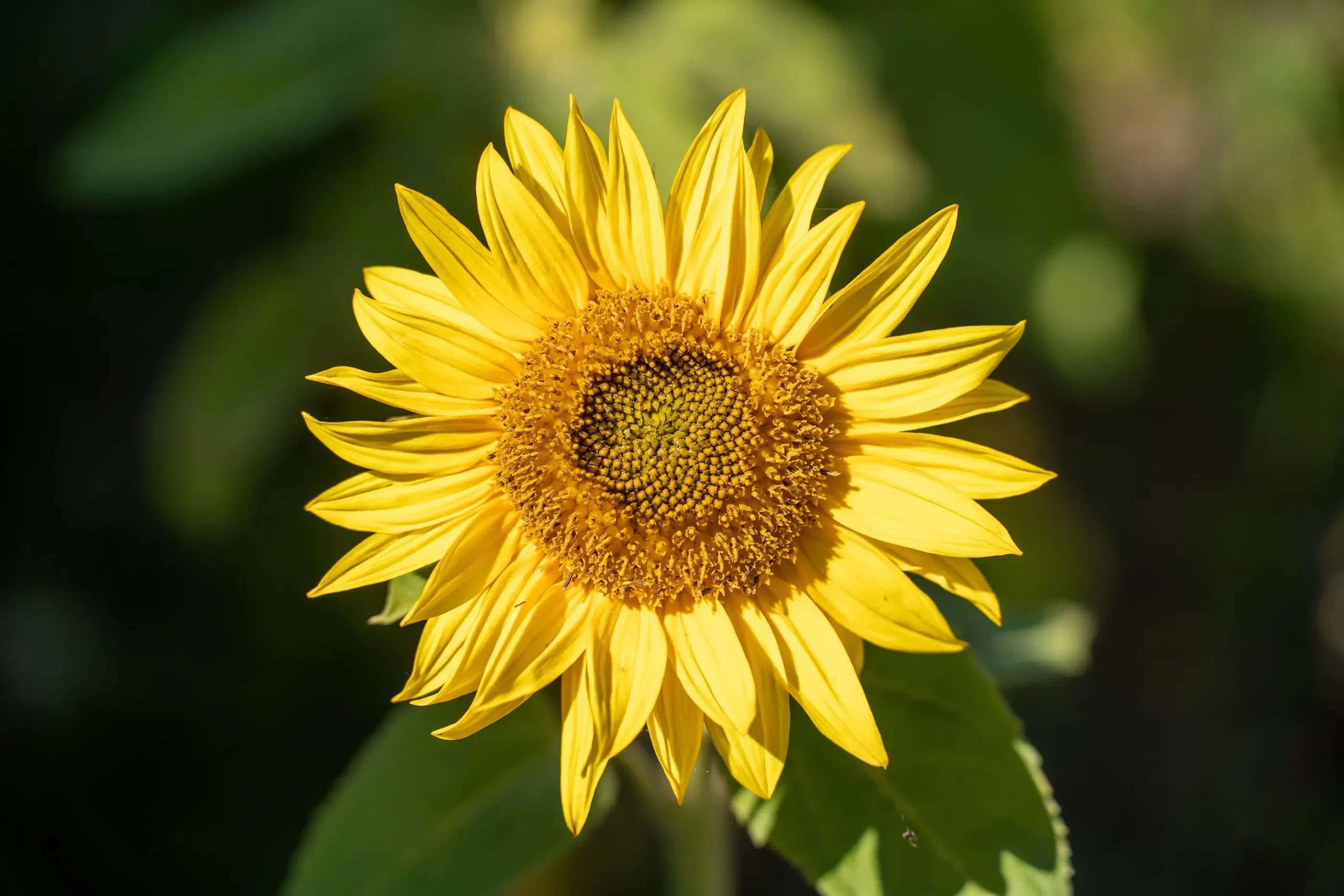 Solsikke blomst | Foto: Kristian Skjødt