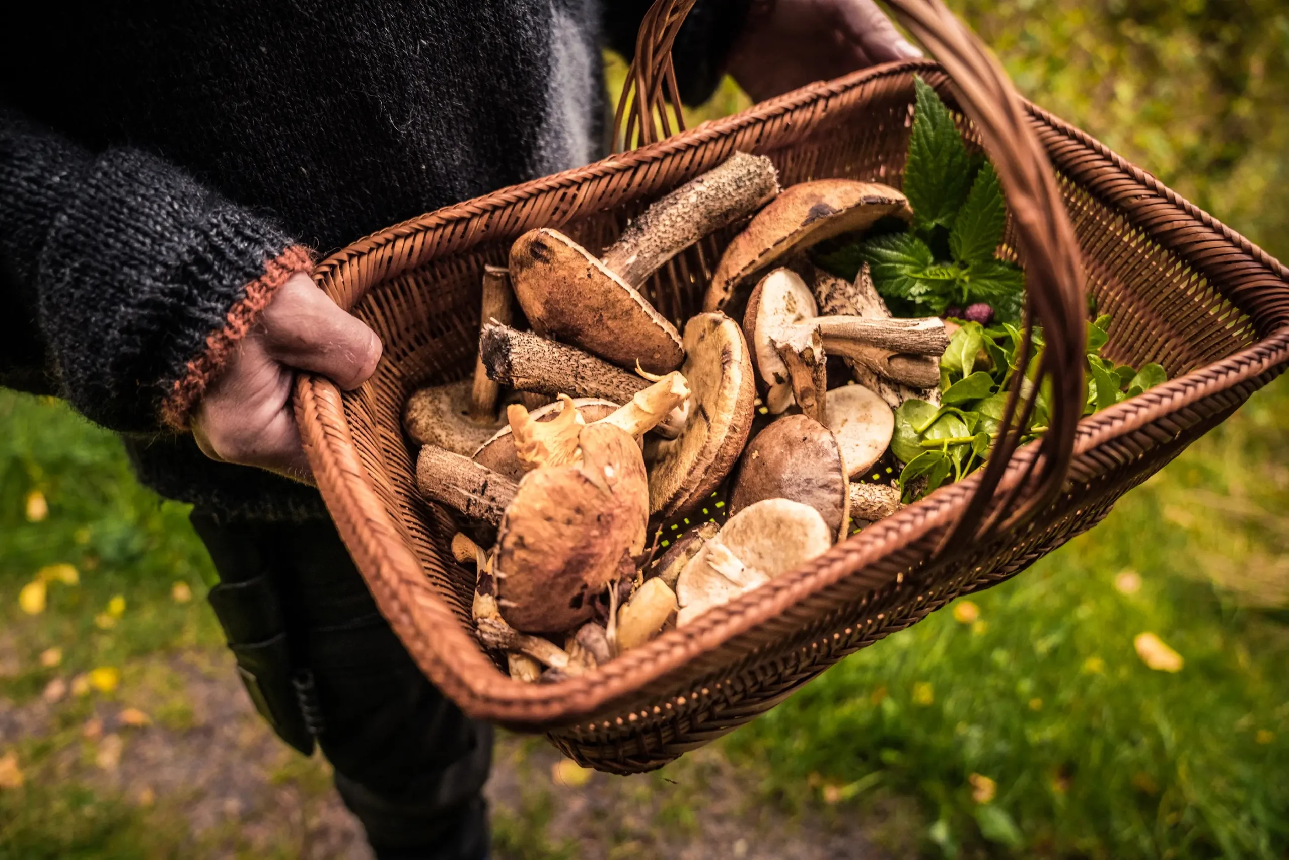 Svampejagt i Svinkløv med Madsmedjen | Foto: Lars Veenstra