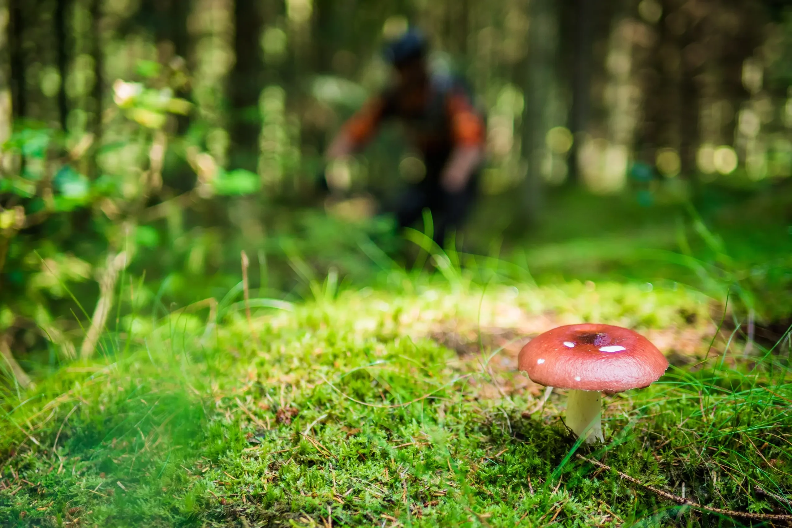 Naturoplevelser på mountainbike | Foto: Max Schumann