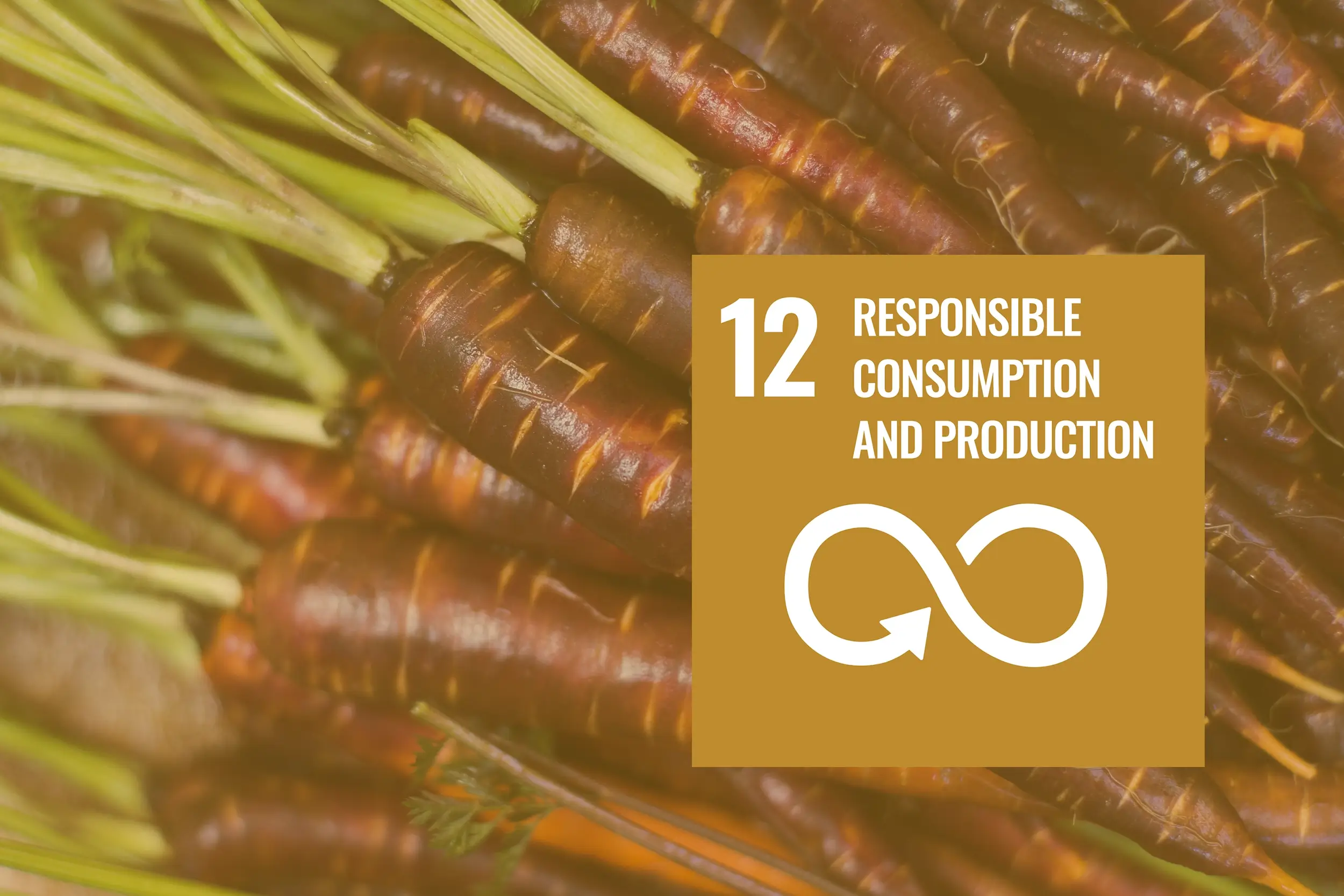 Sustainable Development Goal 12 | Life on Land